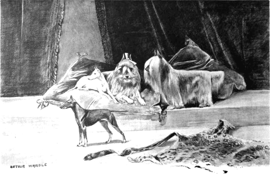 Paisley Terrier extinct dog breed