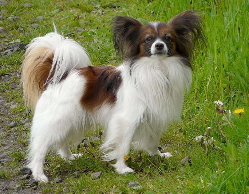Papillon dog_Gvdmoort_Wikimedia