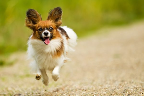 Papillon jump