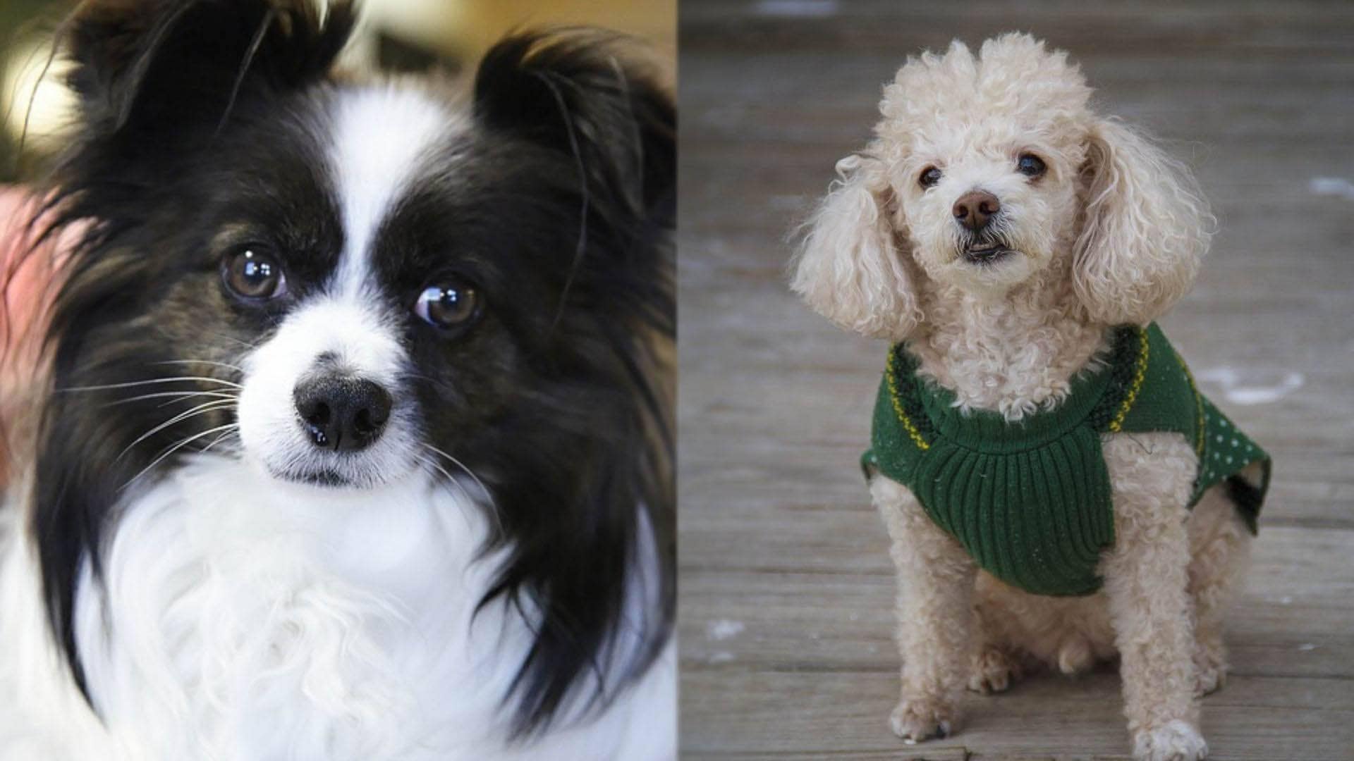Papipoo - Papillon and Poodle Mix