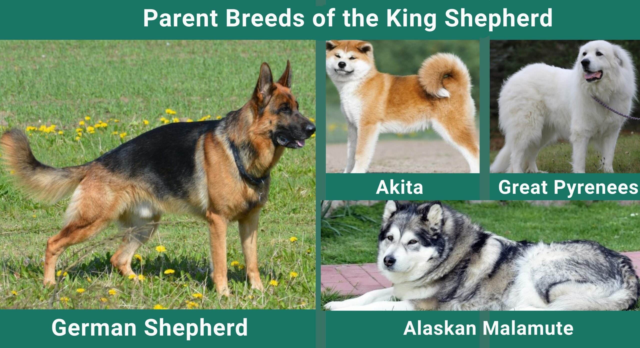 Parent-Breed-of-the-King-Shepherd