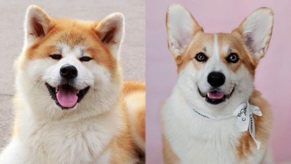 Parent Breeds of Akita Corgi