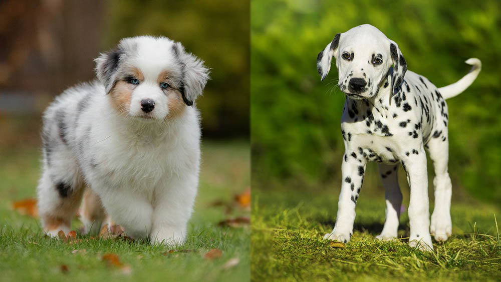 Parent Breeds of Australian Shepherd Dalmatian (puppy version)