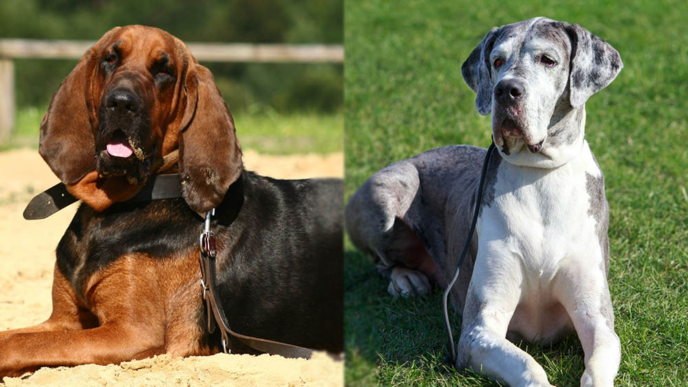 Parent Breeds of Bloodhound Great Dane Mix