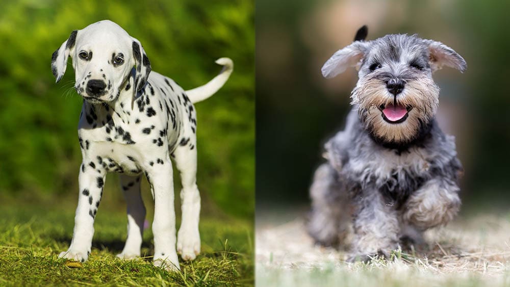 Parent Breeds of Dalmatian Schnauzer Mix (puppy version)
