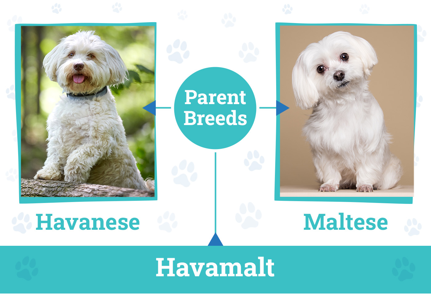 Parent Breeds of Havamalt