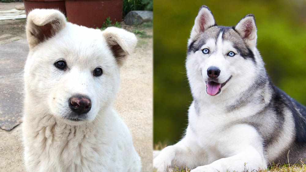 Parent Breeds of Jindo Husky Mix