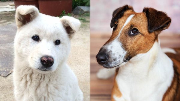 Parent Breeds of Jindo Terrier Mix
