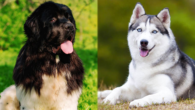 Parent Breeds of Newfoundland Dog Husky Mix