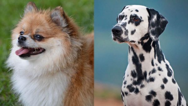 Parent Breeds of Pomeranian Dalmatian Mix