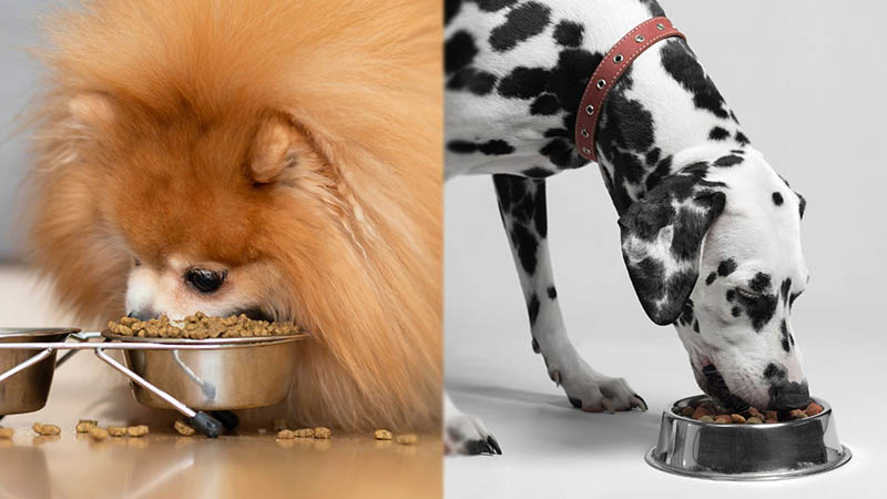 Parent Breeds of Pomeranian Dalmatian Mix (eating)