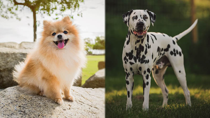 Parent Breeds of Pomeranian Dalmatian Mix side by side