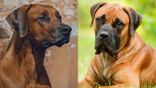 The Parent Breeds of the Rhodesian Boerboel Mix