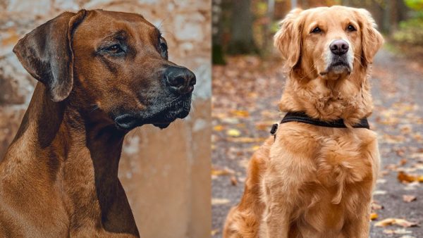 Parent Breeds of Rhodesian Ridgeback Golden Retriever Mix