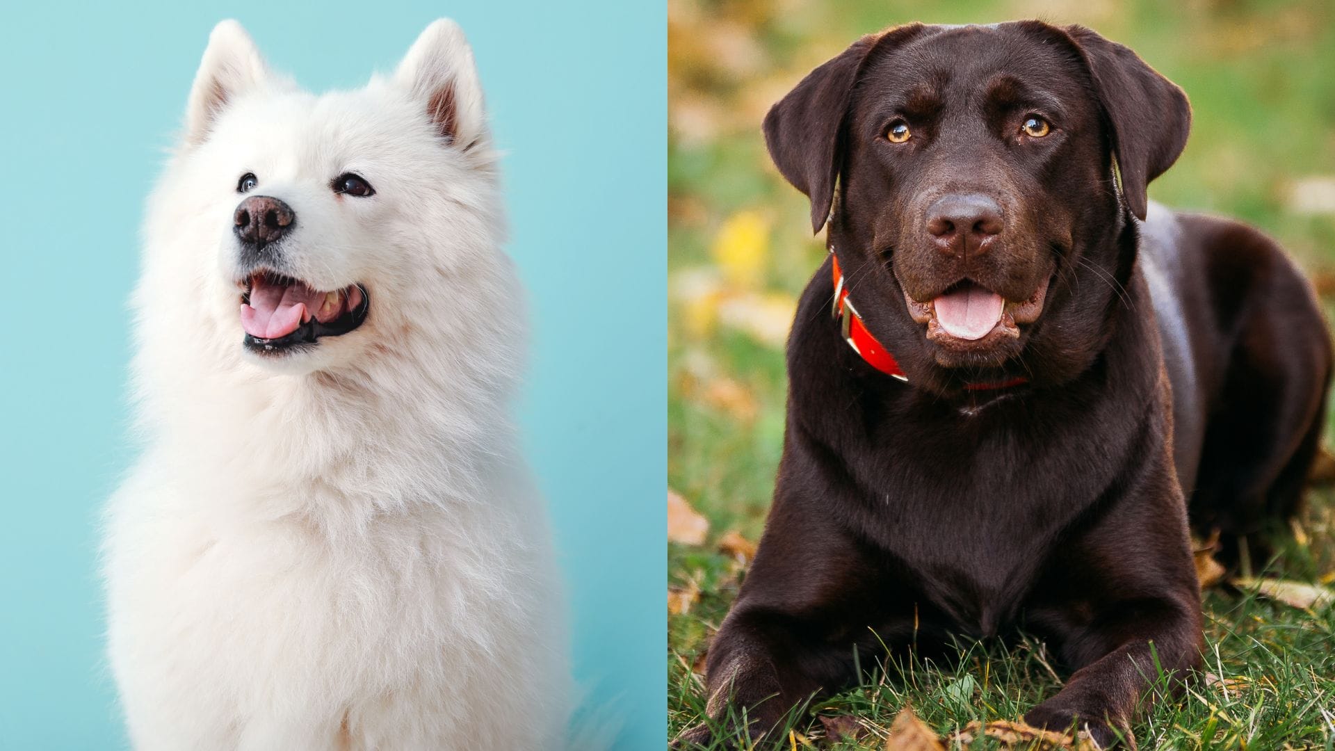 Samoyed Lab Mix Breed Info, Pictures, Care & More Dogster