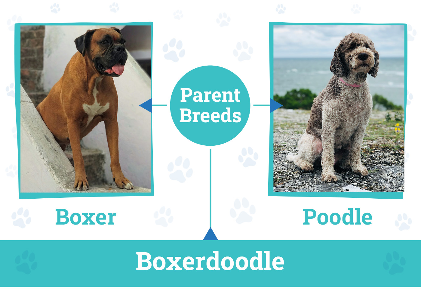 Parent Breeds of the Boxerdoodle