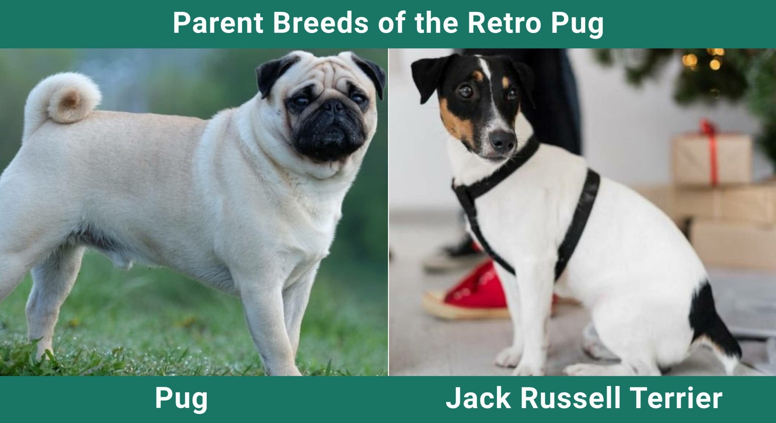 Parent Breeds of the Retro Pug