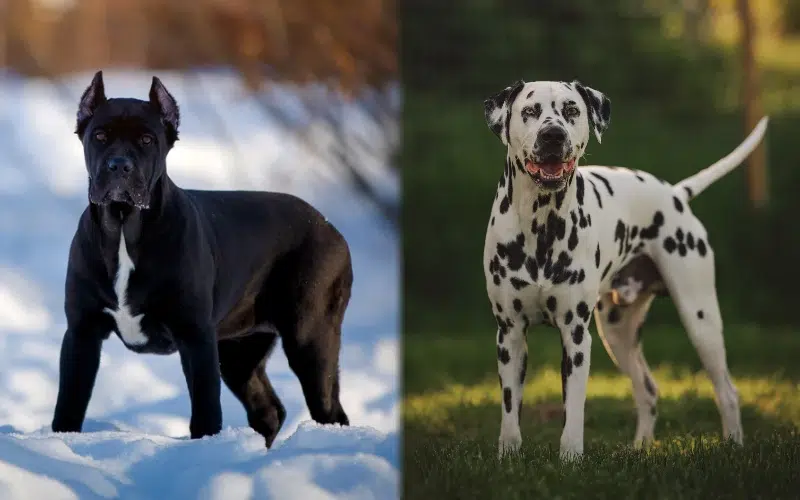 Parent breeds of Cane Corso Dalmatian Mix