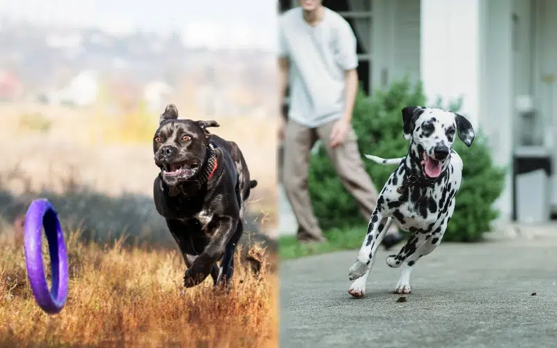Parent breeds of Cane Corso Dalmatian Mix playing