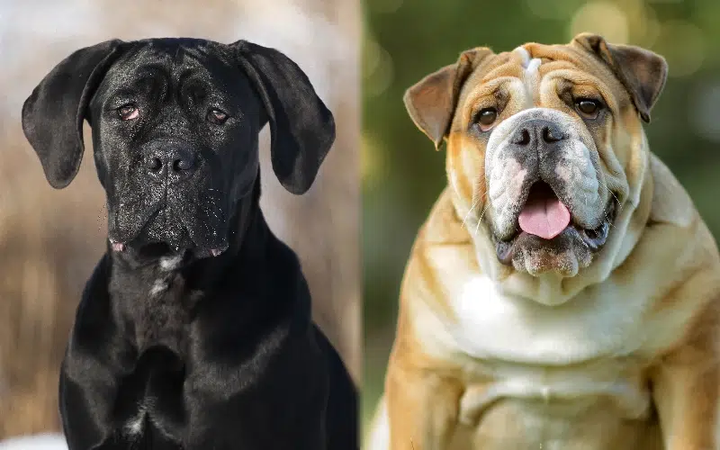 Cane Corso English Bulldog Mix Info, Pictures, Care & More Dogster