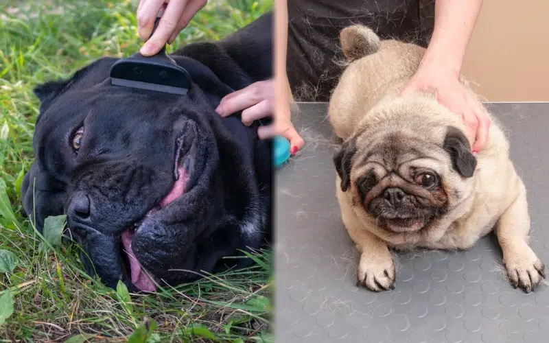 Parent breeds of Cane Corso Pug Mix