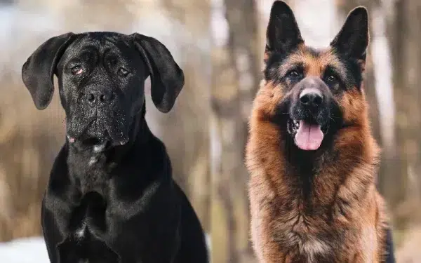 German Corso (Cane Corso & German Shepherd Mix): Info, Pictures, Care ...