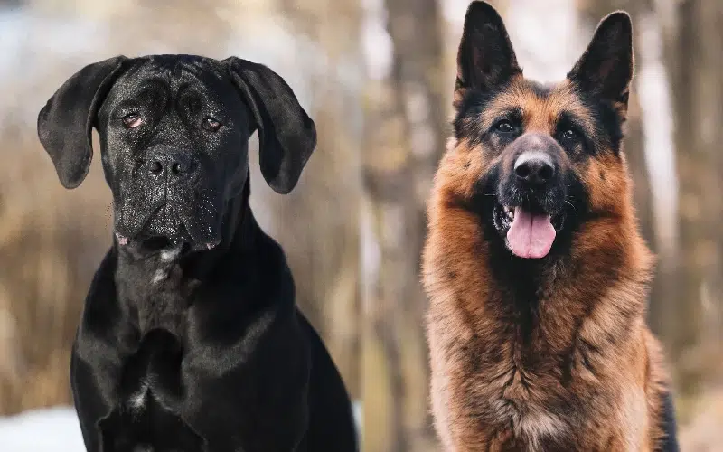 German Corso (Cane Corso & German Shepherd Mix) Info, Pictures, Care