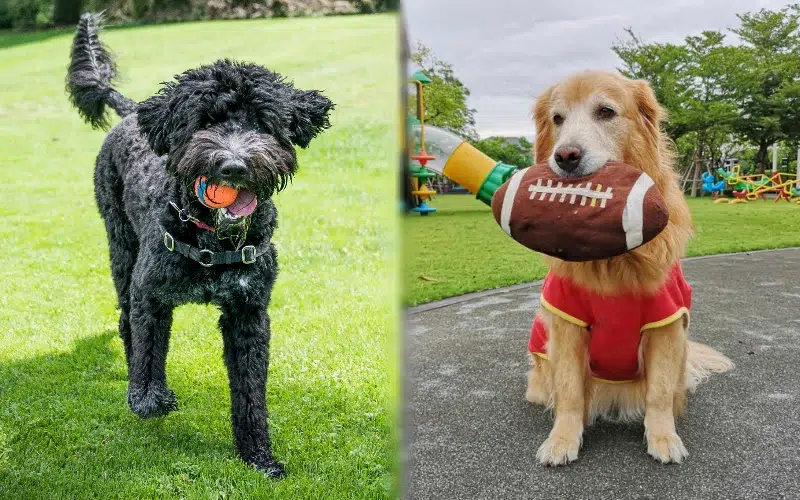 Parent breeds of Golden Retriever Portuguese Water Dog Mix playing