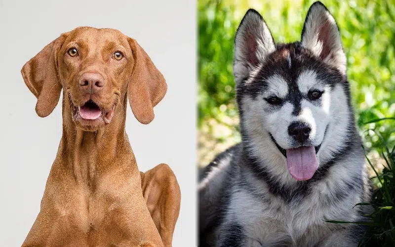 Parent breeds of Vizsla Husky Mix - Featured Image