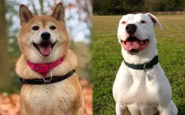 Parent breeds of the Akita Pit