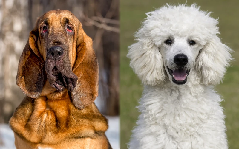 Parent breeds of the Bloodhound Poodle Mix