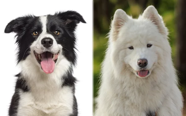 Parent breeds of the Border Collie Samoyed Mix - Featured Image