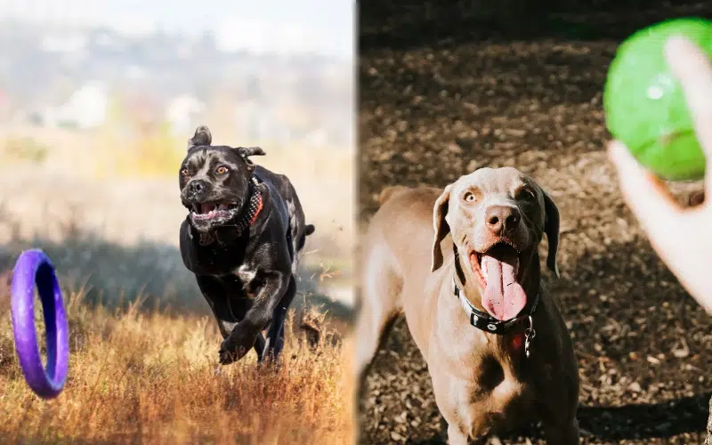 Parent breeds of the Cane Corso Weimaraner Mix playing