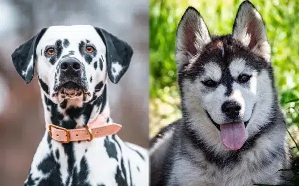 Parent breeds of the Dalusky (Dalmatian Husky Mix) - Featured Image