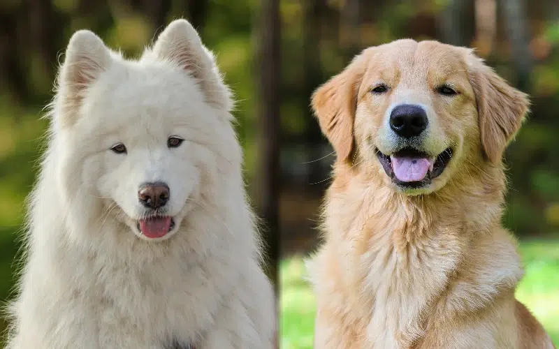 Golden Sammy (Samoyed Golden Retriever Mix) Info, Pictures, Care & More Dogster