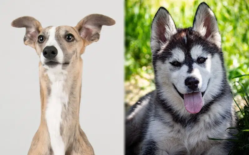 Parent breeds of the Hippet (Whippet Siberian Husky Mix)