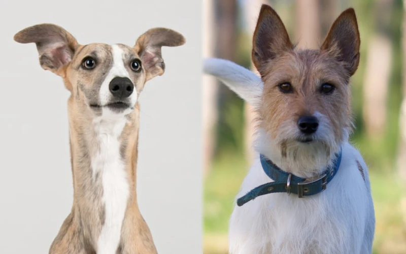 Parent breeds of the Jackawhip (Whippet Jack Russell Terrier Mix) - Featured Image