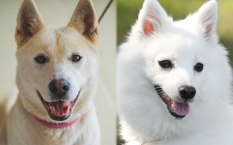 Parent breeds of the Jindo Spitz Mix - Featured Image