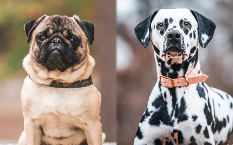 Parent breeds of the Pugmatian - Featured Image
