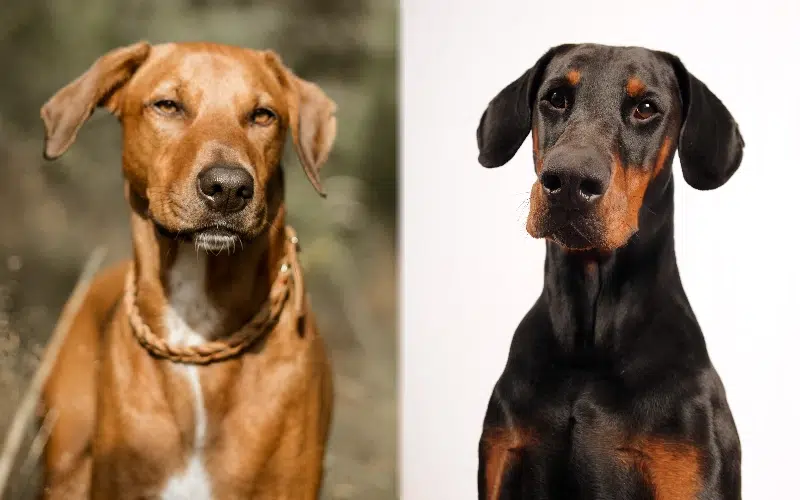 Parent breeds of the Rhodesian Doberman Mix