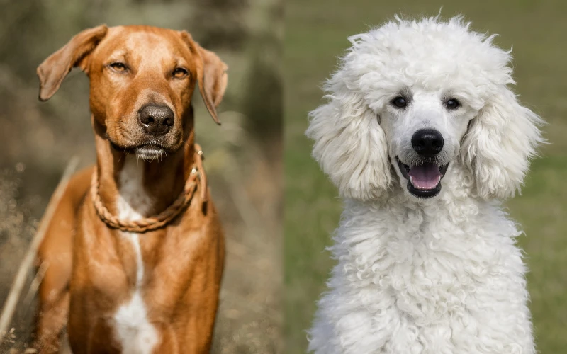 Parent breeds of the Rhodesian Poodle Mix