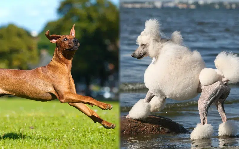 Parent breeds of the Rhodesian Poodle Mix