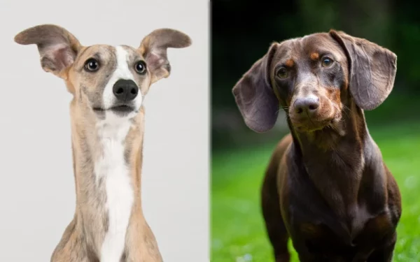 Parent breeds of the Whiphund (Whippet Dachshund Mix) - Featured Image