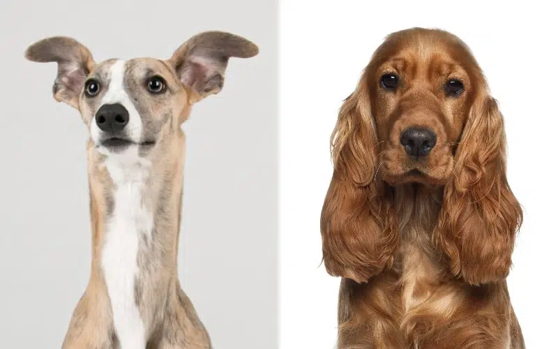 Parent breeds of the Whipper Spaniel (Whippet Cocker Spaniel Mix)