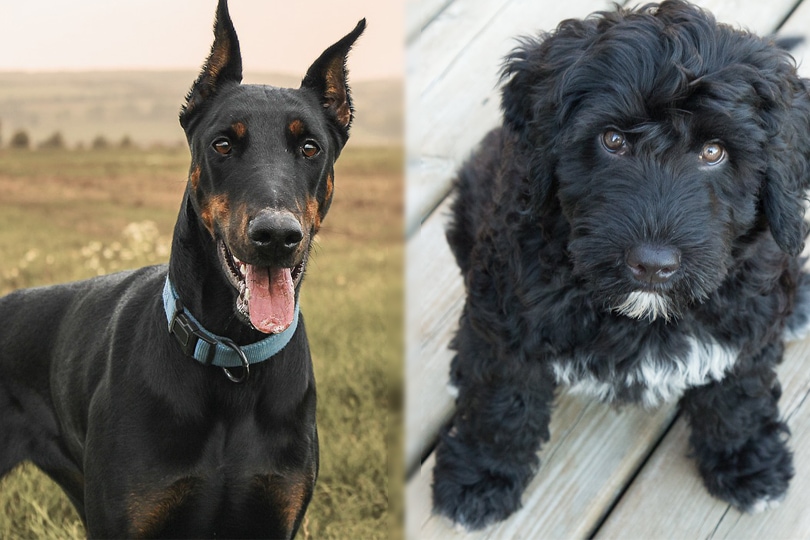 Parent of Doberguese