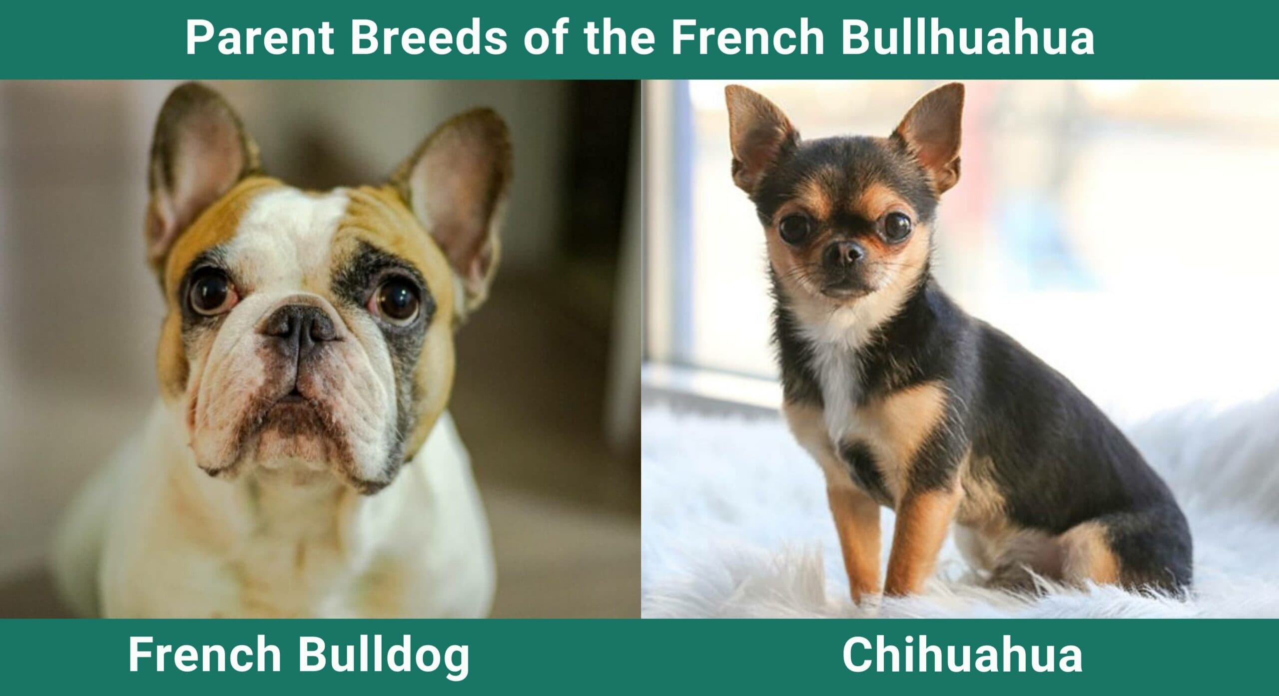 French Bullhuahua (French Bulldog & Chihuahua Mix): Info, Pictures ...