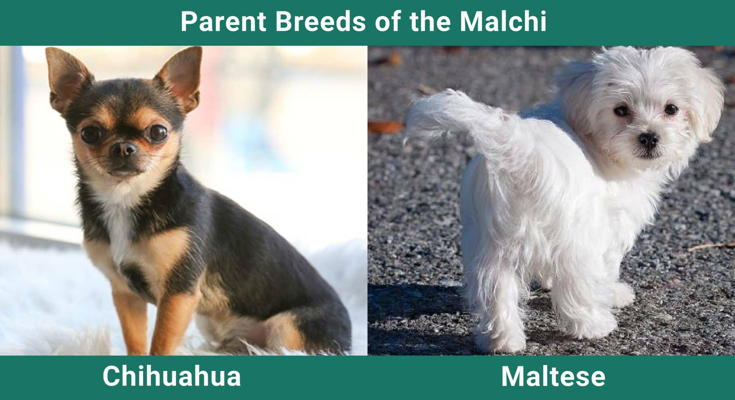Parent_breeds-of-the-Malchi-scaled-2
