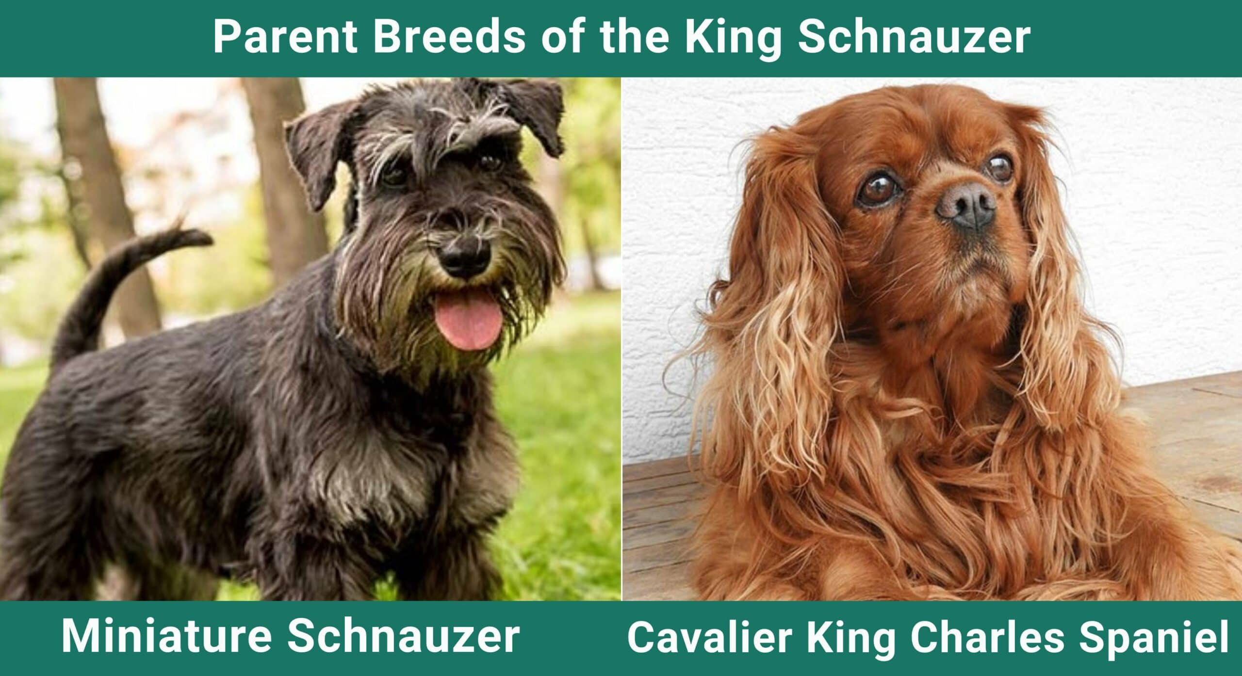 Parent breeds King Schnauzer
