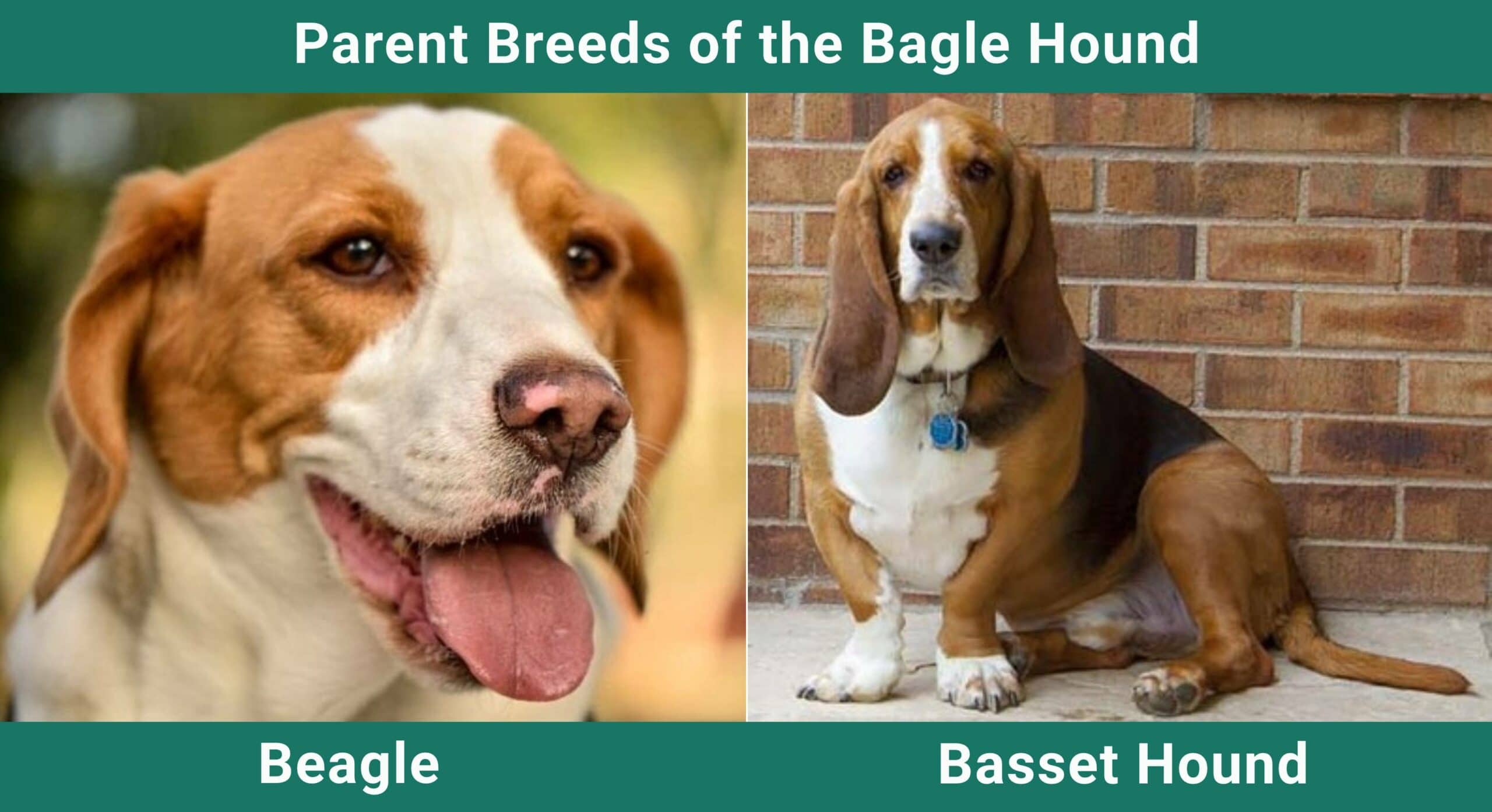 Parent breeds Bagle-Hound