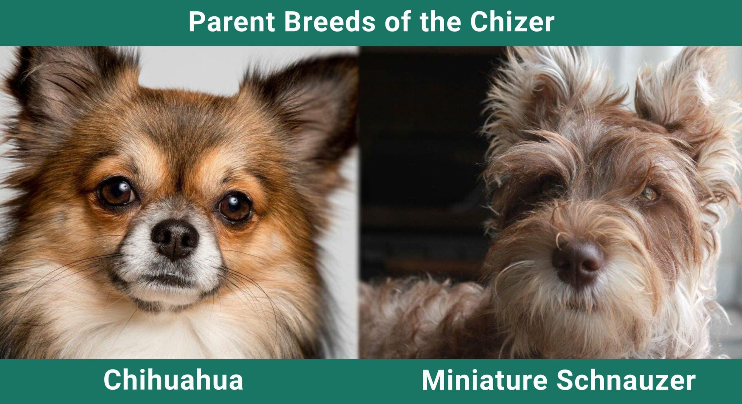 Parent breeds of the Chizer